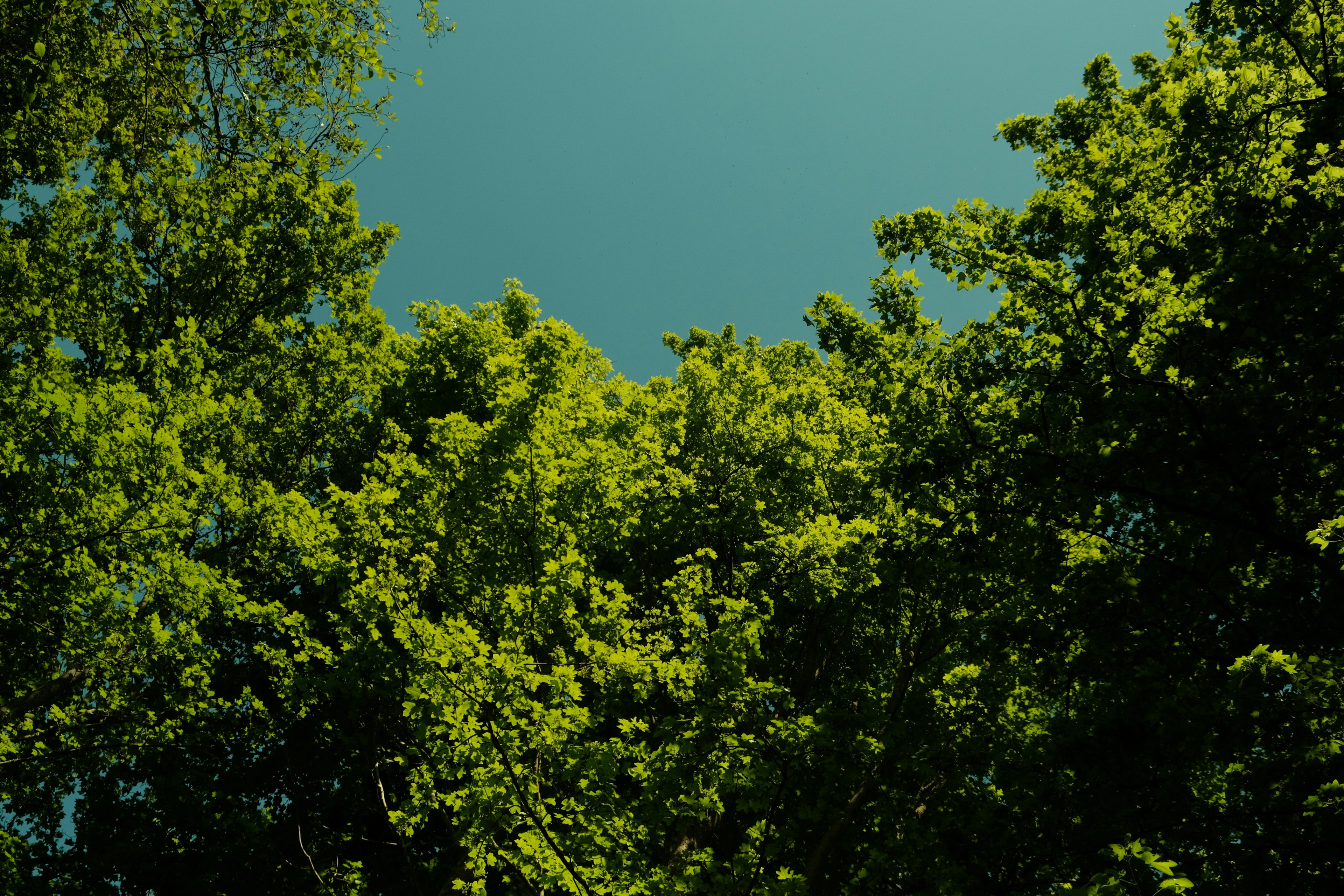 Bizen Green Future Background